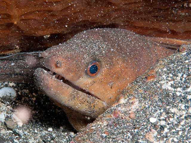 Gymnothorax monochrous