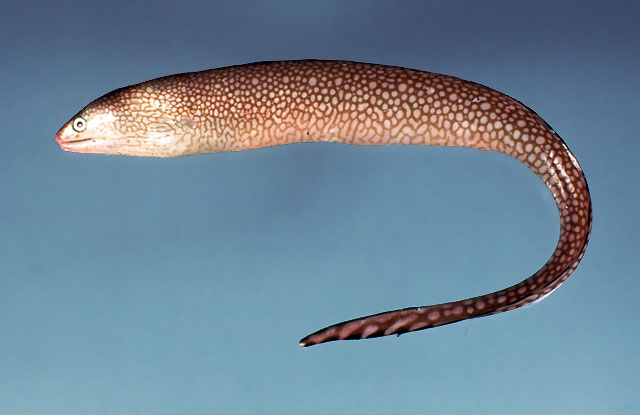 Gymnothorax saxicola