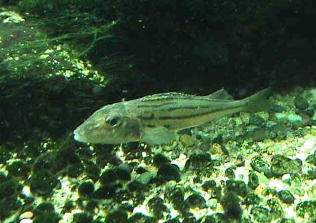 Gymnocephalus schraetser