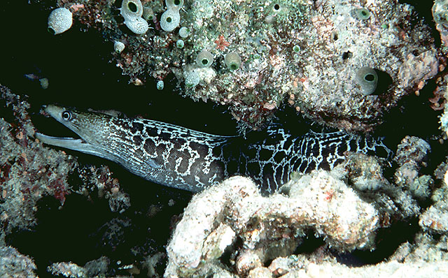 Gymnothorax undulatus