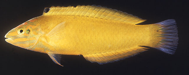 Halichoeres chrysus