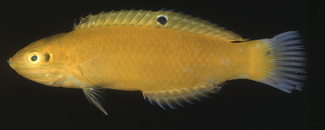 Halichoeres chrysus