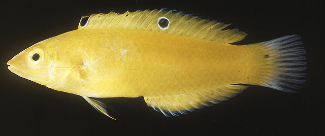 Halichoeres chrysus