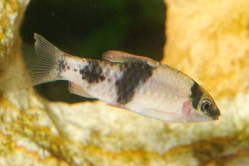 Haludaria fasciata