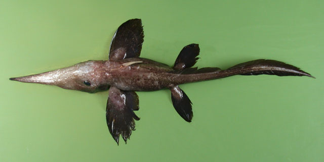 Harriotta raleighana