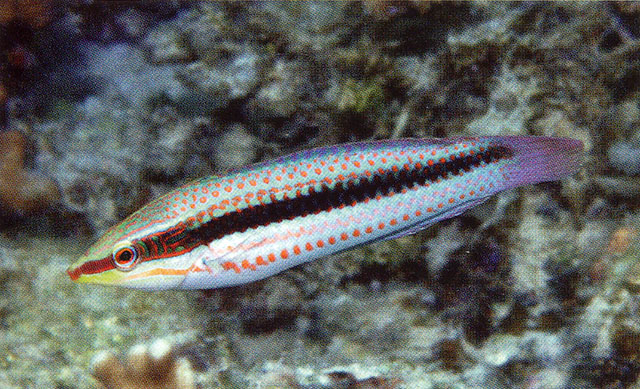 Halichoeres hilomeni