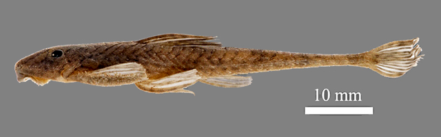 Harttiella longicauda