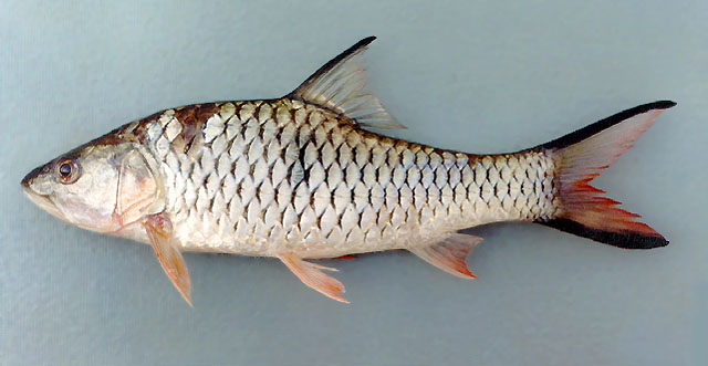 Hampala macrolepidota