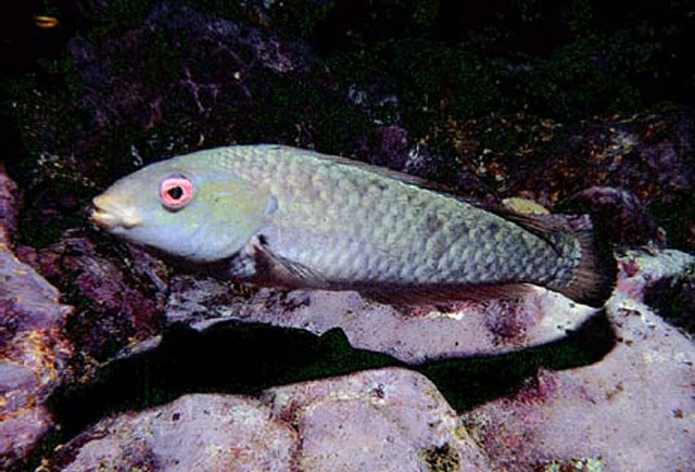 Halichoeres malpelo