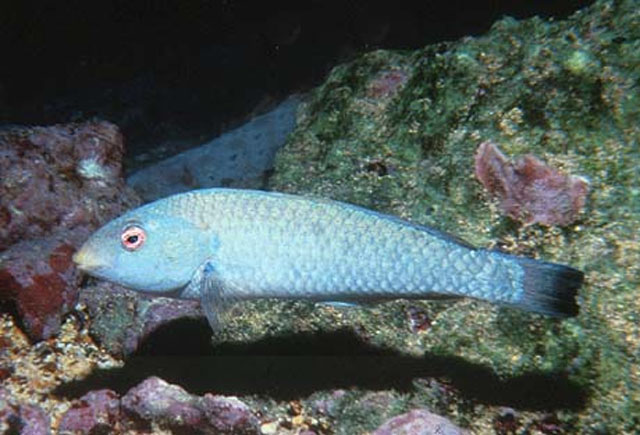 Halichoeres malpelo