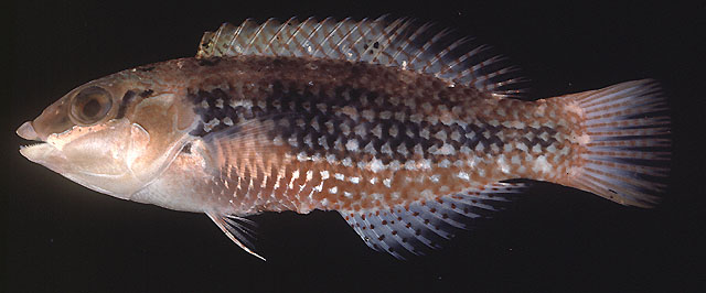 Halichoeres miniatus