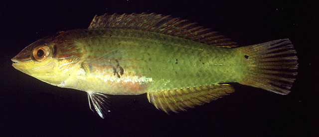 Halichoeres miniatus