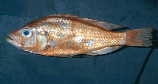 Haplochromis paraguiarti