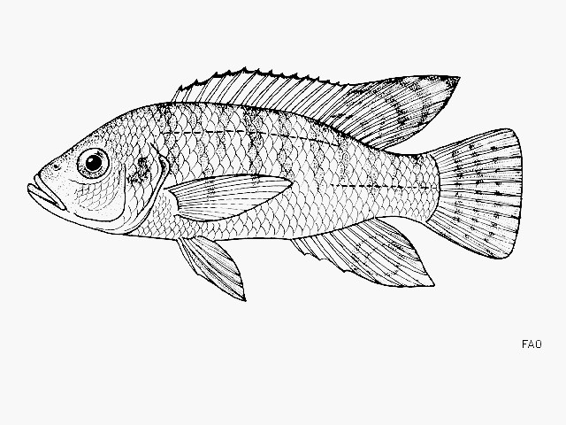 Ctenochromis pectoralis