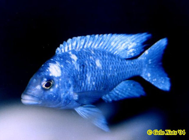 Placidochromis phenochilus