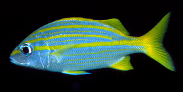 Haemulon squamipinna