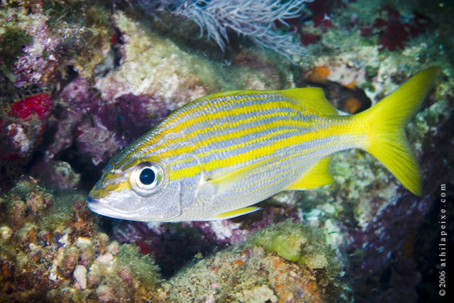 Haemulon squamipinna