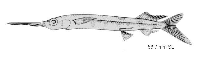 Hemiramphus balao