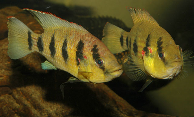 Hemichromis elongatus