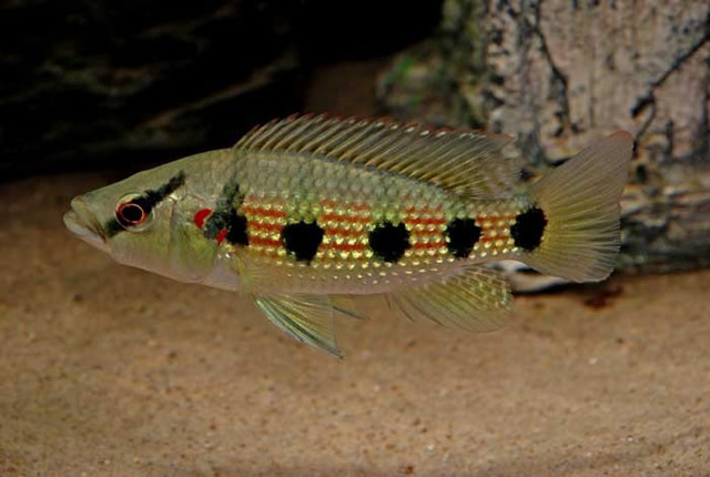 Hemichromis elongatus