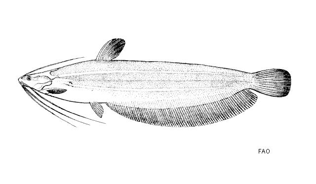 Heteropneustes fossilis