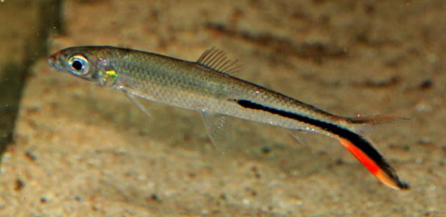 Hemiodus gracilis