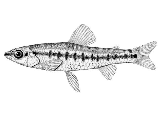 Nannocharax lineostriatus