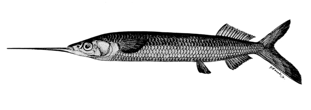 Hemiramphus marginatus