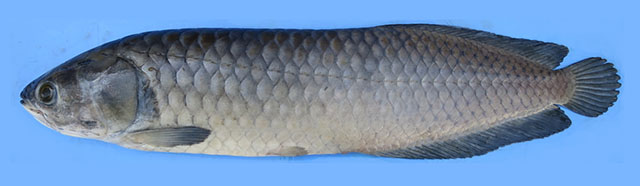 Heterotis niloticus