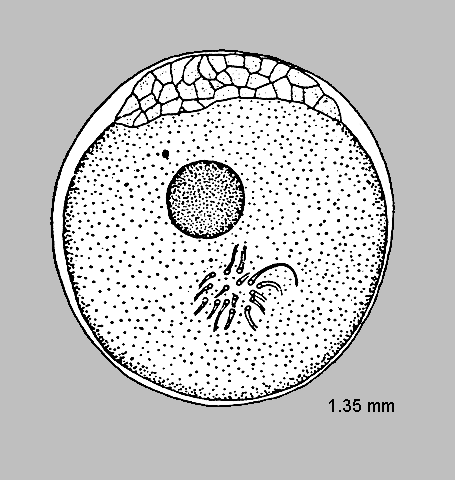 Heterostichus rostratus