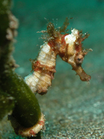 Hippocampus spinosissimus