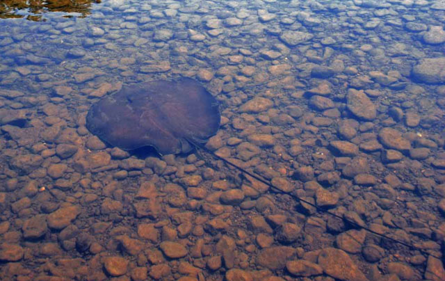 Urogymnus dalyensis