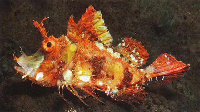 Hipposcorpaena filamentosa