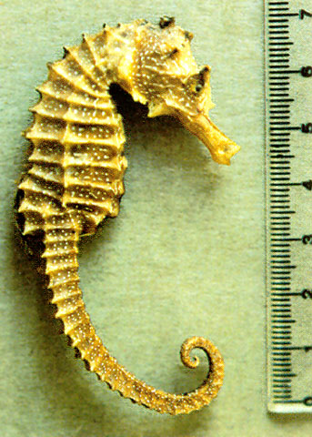 Hippocampus guttulatus