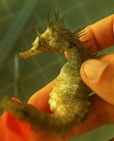 Hippocampus guttulatus