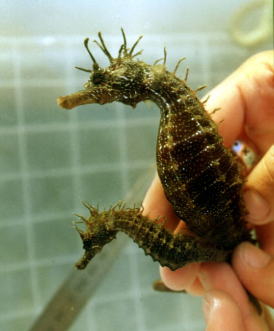 Hippocampus guttulatus