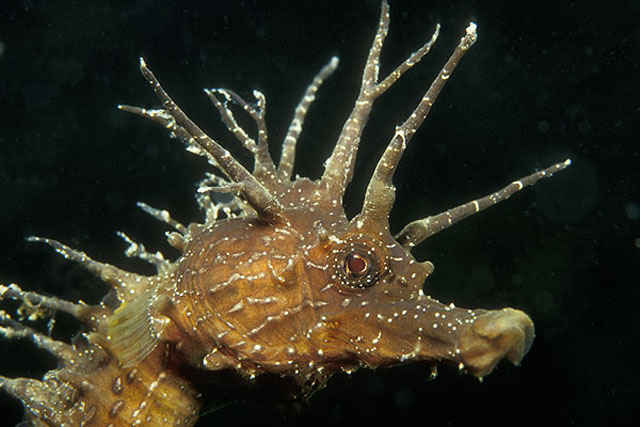 Hippocampus guttulatus