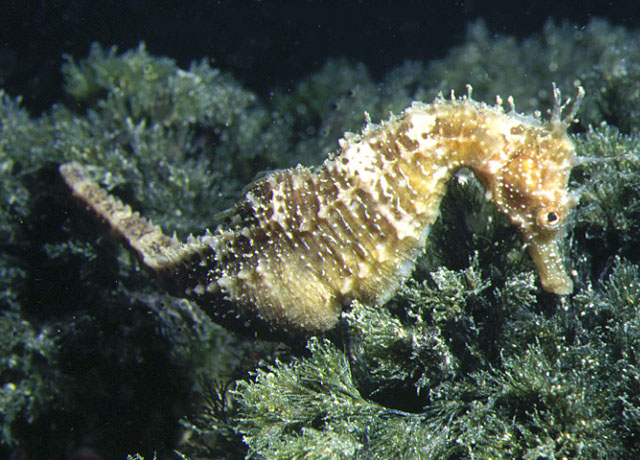 Hippocampus guttulatus