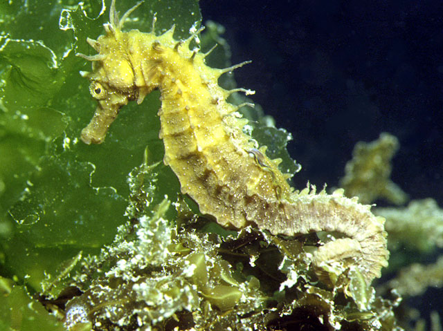 Hippocampus guttulatus