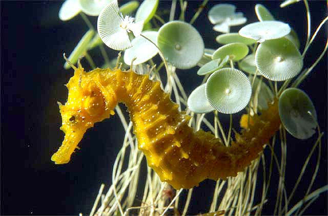 Hippocampus guttulatus