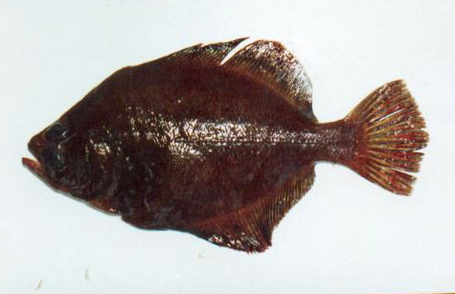 Hippoglossina macrops