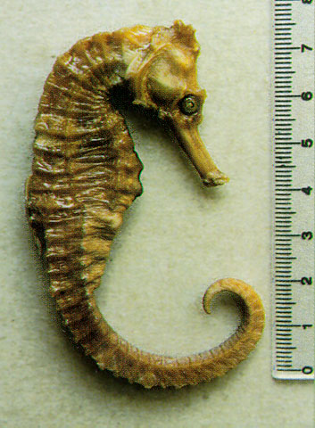 Hippocampus reidi