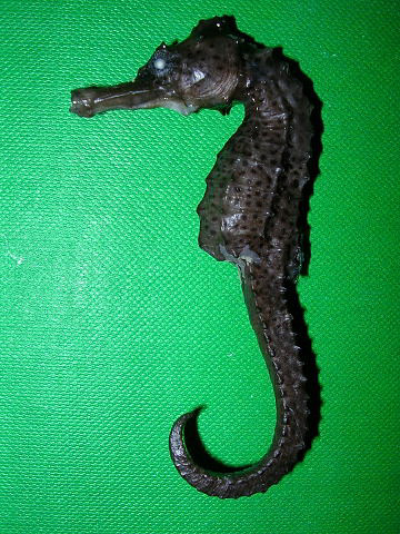 Hippocampus reidi