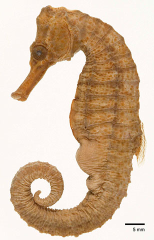 Hippocampus reidi