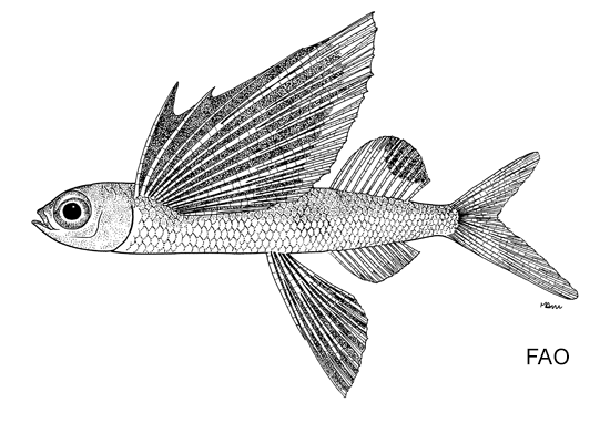 Hirundichthys rondeletii