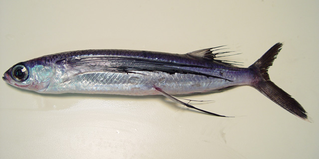 Hirundichthys rondeletii