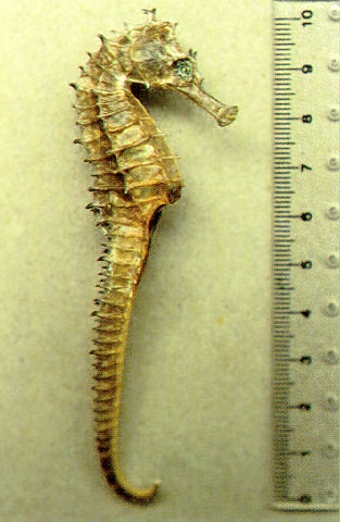 Hippocampus spinosissimus