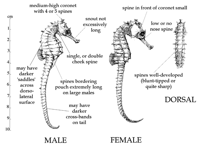 Hippocampus spinosissimus