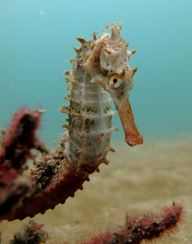 Hippocampus spinosissimus