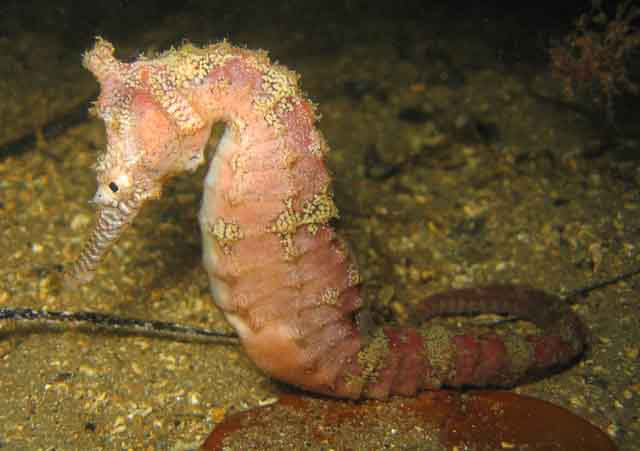 Hippocampus subelongatus